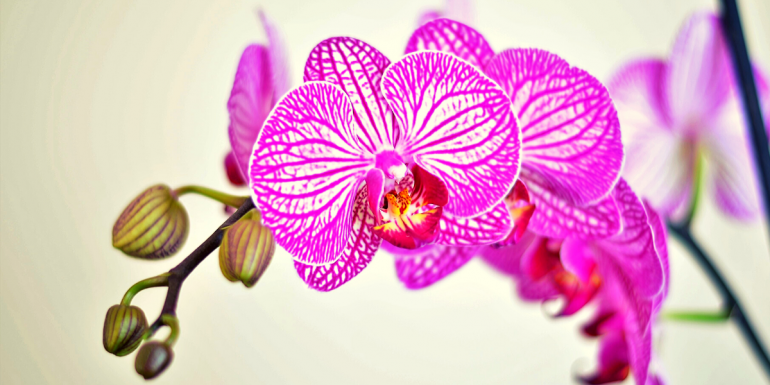 types of orchids to grow in spring