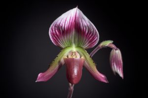 Venus’ Slipper Orchid