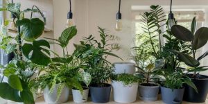indoor plants how to make your home smell amazing