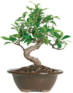 Ficus Bonsais