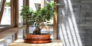 bonsai in the apartment