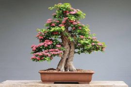 bonsai tree feature