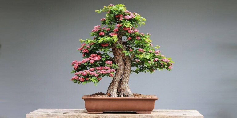 bonsai tree feature